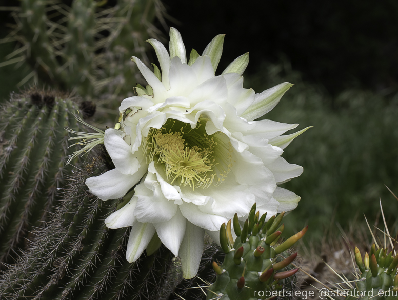 arizona garden